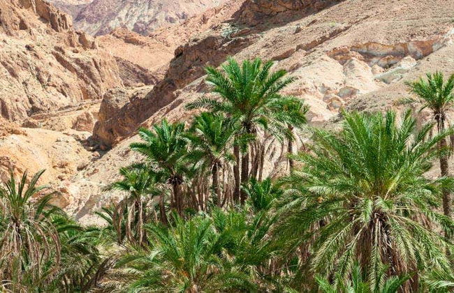 Excursión a Chebika, Tamerza y Midès - Foto 1