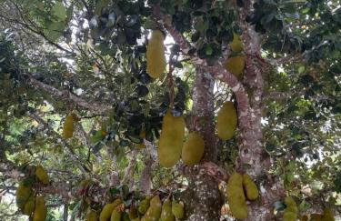 Abelha & Peixe Boi - Photo 22