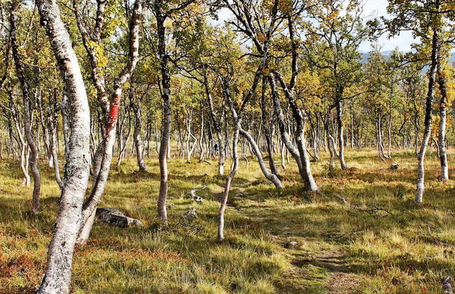 6 Person Holiday Home in Rennebu-by Traum - Foto 30