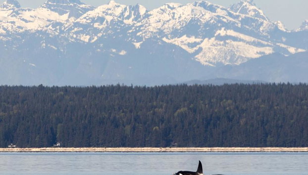 6 Hour Whale and Wildlife Boat Tour - Foto 2