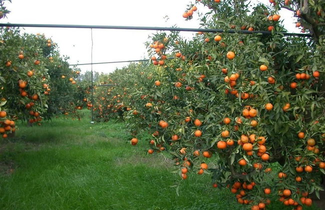 Casavacanze BioMele - Foto 31