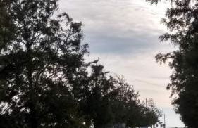 Abetarda CC - Foto 34