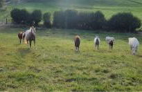 Cwm Uchaf Holiday Home, hot tub and horse view! - Photo 30