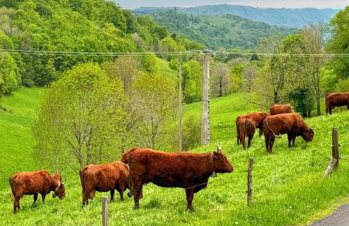 Maison au cœur de la vallée du Cantal - 2pers - Photo 22