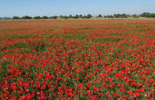 Rotonda Apartaments - Foto 7