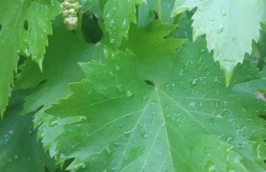 Case de Campo "El Caroche" Alojamientos, Retiros y Eventos - Foto 54