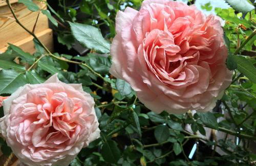 Kleiner Kalle - Foto 14