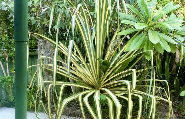 Unique Art Nature Hideaway Walkable to Wilton Drive - Foto 30