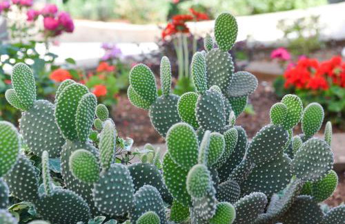 Apartment Roko - Foto 18