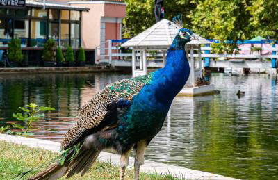 SPLIT VIEW 2 Bedrooms LUXURY APARTMAN 90 m2 - Foto 74