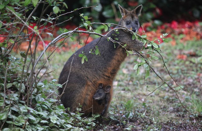 Woodlands Rainforest Retreat - Foto 33