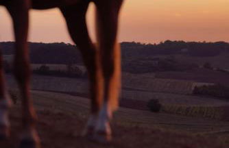 Logement entier de charme, gite équestre GERS Flamarens - Photo 33