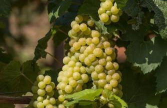 Unter den Reben - Foto 17