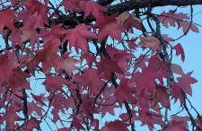 Casa da Memória - Foto 32