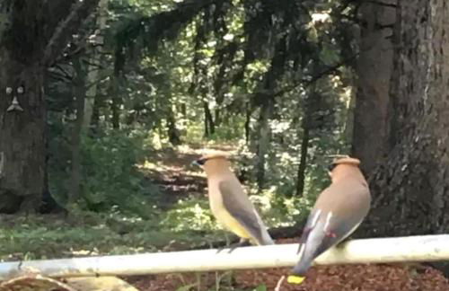 Picturesque Cabin Retreat with Private Sauna near New Richmond, Wisconsin - Foto 17