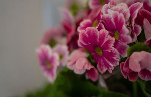 Tra il verde ed il Balsamico - Photo 57