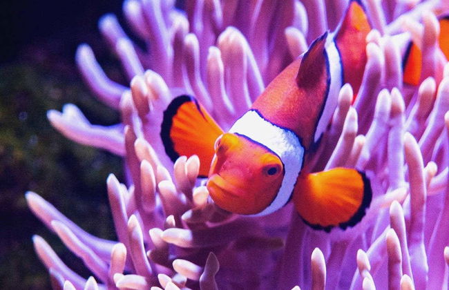 Entrada al Acuario de Cairns - Foto 8