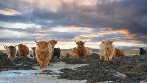 North Uist Lodges - Foto 4