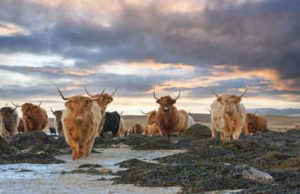 North Uist Lodges - Foto 4