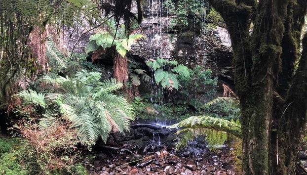 Trilha dos Xaxins - Foto 3