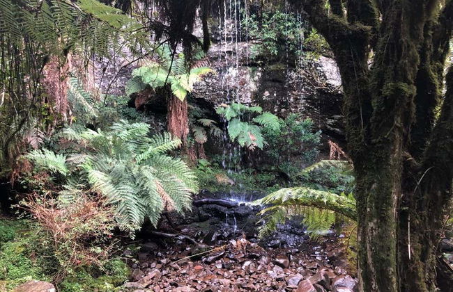 Trilha dos Xaxins - Foto 3