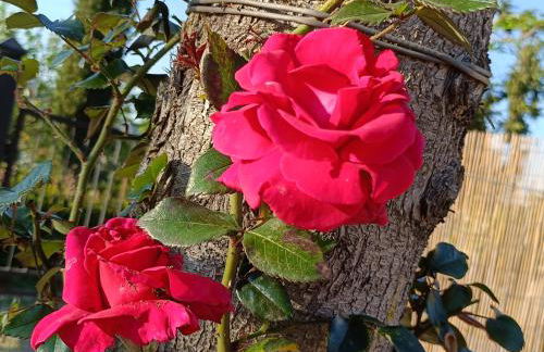 CASA ORNETO - Foto 46