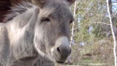 Il noce e la strega - Foto 5