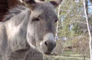 Il noce e la strega - Foto 5