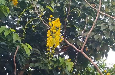 Recanto da Lagoa - Natureza, paz e aconchego - Foto 30