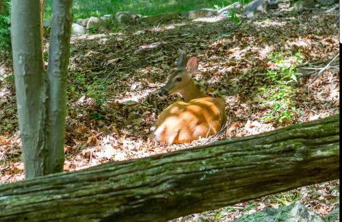 Massanutten resort fun escape at the Woodpecker Chalet - Foto 53