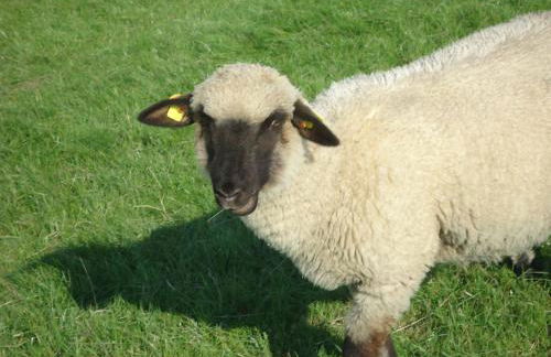 Gulfhof Greetsiel - Foto 29