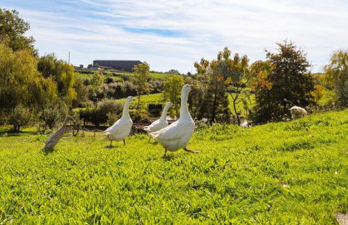 Gîte Le Bouton D'or 8min Puy du Fou - Foto 10