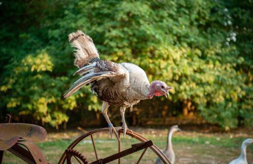 Parc animalier des Clautres - Maison Roulottes Tente - Photo 15