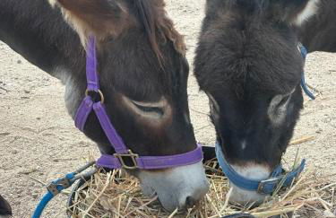 3 Bed Lodge - Sleeps 6 - Pool - Terrace - Parking - Foto 30