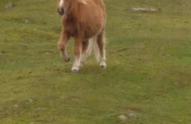 The Cowshed, near Conwy - Foto 13