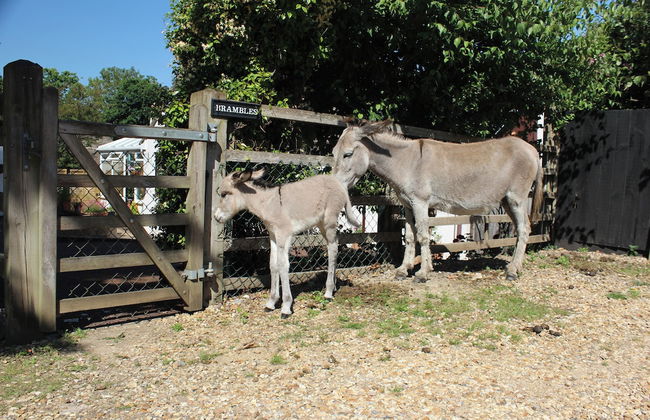 Forest Palms - Foto 33
