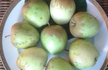 Talonno il frutteto - Foto 4