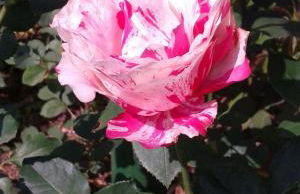 Teresopolis Duplex Green Valley - Photo 69