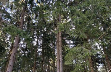 Ciao Fewo Birkenwald 你好白桦林民宿 - Foto 48