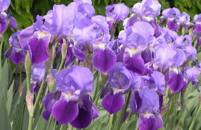 Arriga Alta - Foto 21