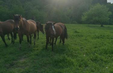 Lisi Zakątek - Foto 47