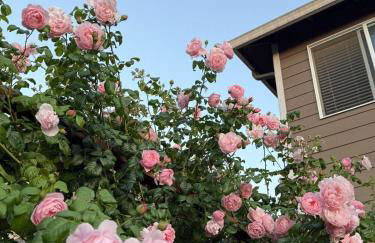 Rose Garden Family Stay - Foto 18