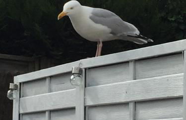 Villa Ner Pensea à 250 m de la plage location samedi au samedi - Photo 1