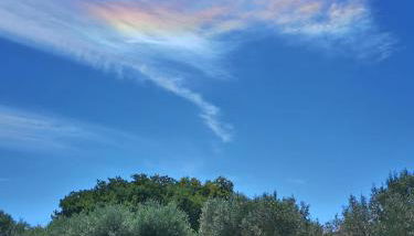 Gallo Fino - Foto 4, Garden