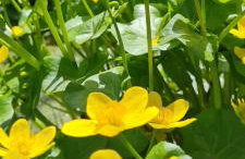 Mutti 's Landhaus - Photo 29