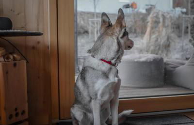 Cabin Westerwald Sauna, 5G Internet, E-Ladesäule - Foto 44