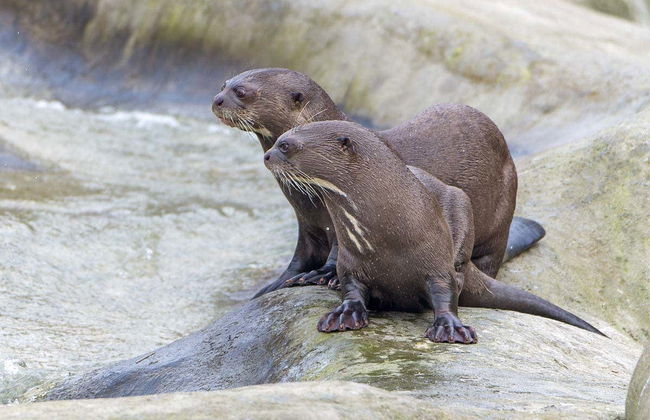 Biglietti per Parrot World - Foto 6