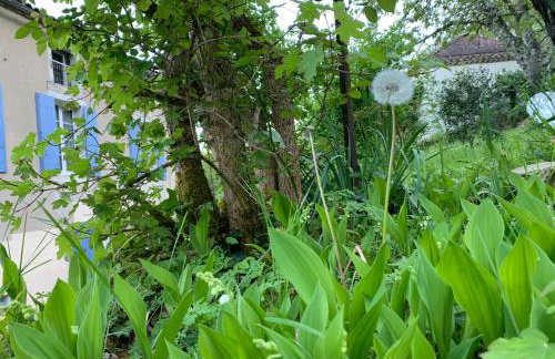 La source aux chevreuils - Foto 13