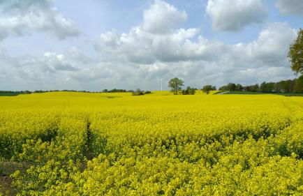 Bärenklau - Foto 14