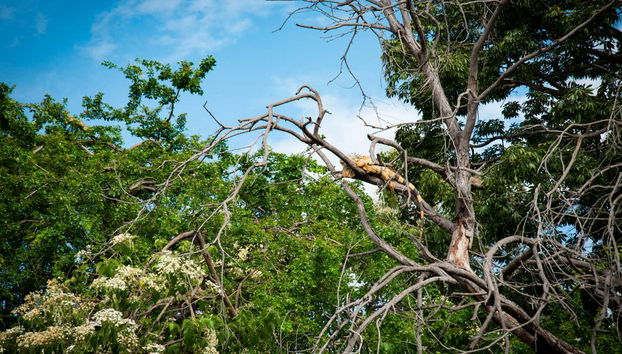 Manzanillo Guided Tour - Foto 5